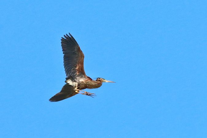 Airone rosso  - Stefano Sava