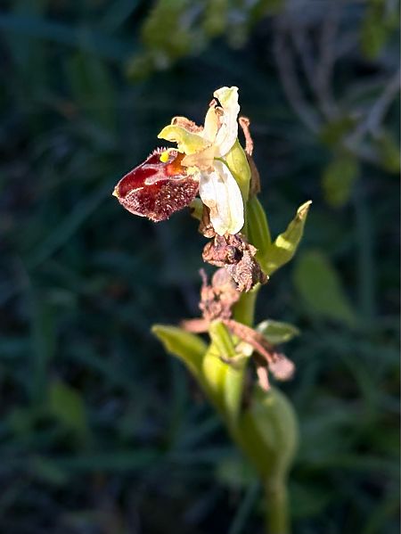 Ophrys morisii  - Roman Monnier