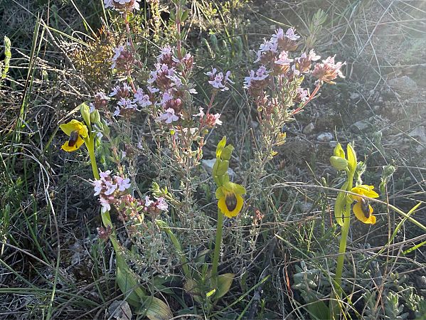 Ophrys lutea  - Pep Sole
