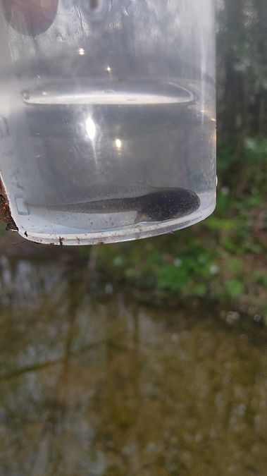 Rana temporaria  - Luca Borghesio