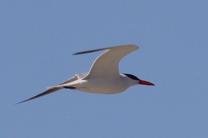 Sterne caspienne  - Viehböck Helga