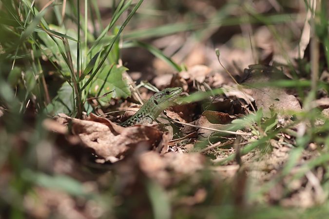 Lucertola campestre  - Émeline Gousset