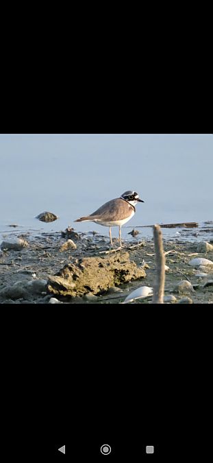 Corriere piccolo  - Elena Squizzato