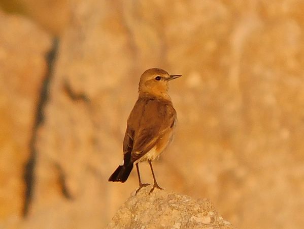 Culbianco isabellino  - Alessandro Bertoli