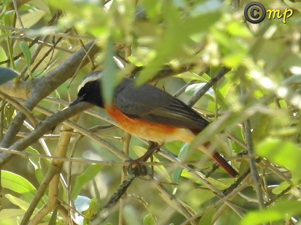 Codirosso  - Mario Paloni