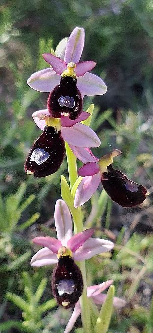 Ophrys bertolonii 