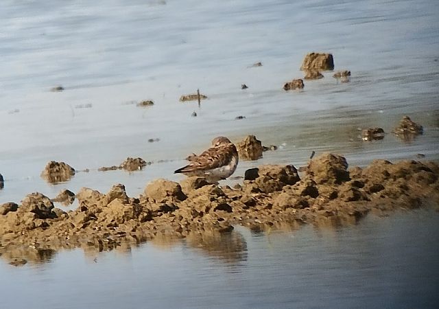Piovanello comune  - Marco Cortemiglia