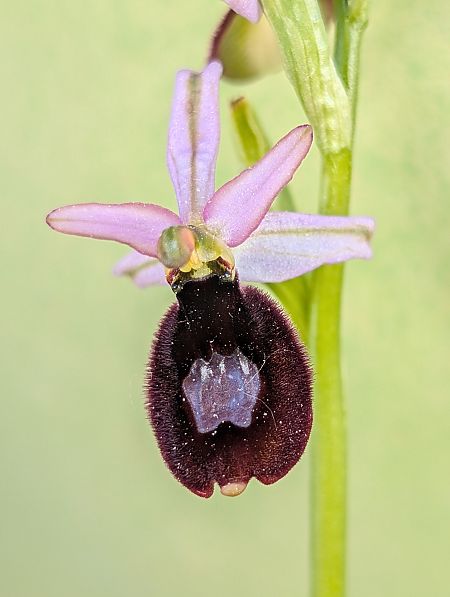 Ophrys bertolonii  - Delarbre Sébastien