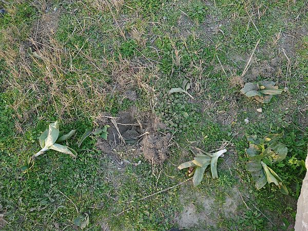 Barlia robertiana  - Daniel Bizet