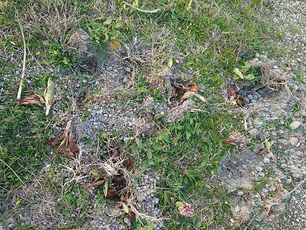 Barlia robertiana  - Daniel Bizet