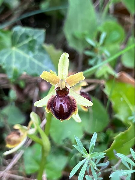 Ophrys litigiosa  - Florent de Gasperis