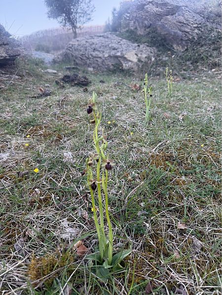 Ophrys passionis  - David Vilasís Boix