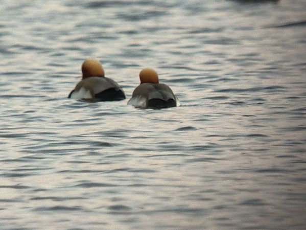 Kolbenente  - Artur Andrzejewski