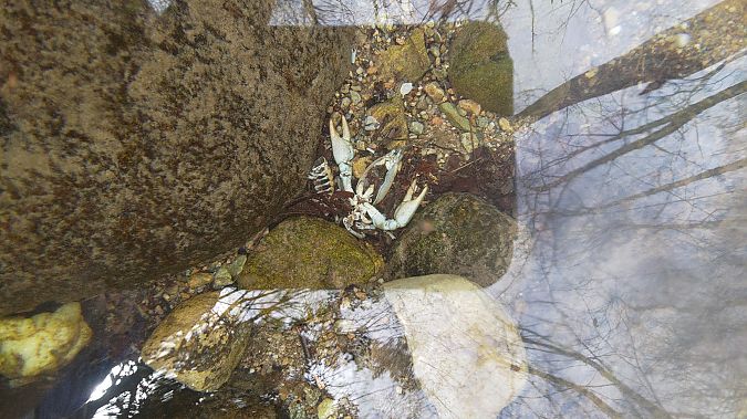 Gambero di fiume  - Luca Borghesio