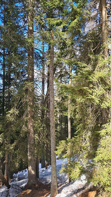 Picchio tridattilo  - Fabrizio Florit (FVG)