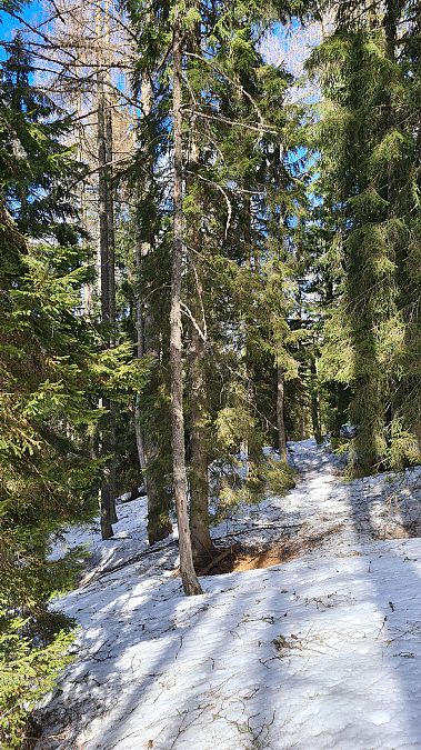Picchio tridattilo  - Fabrizio Florit (FVG)