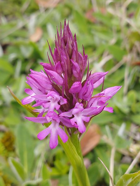 Anacamptis pyramidalis  - Gérard Joseph