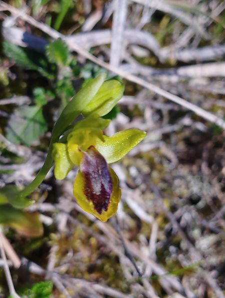 Ophrys lutea  - Gérard Joseph