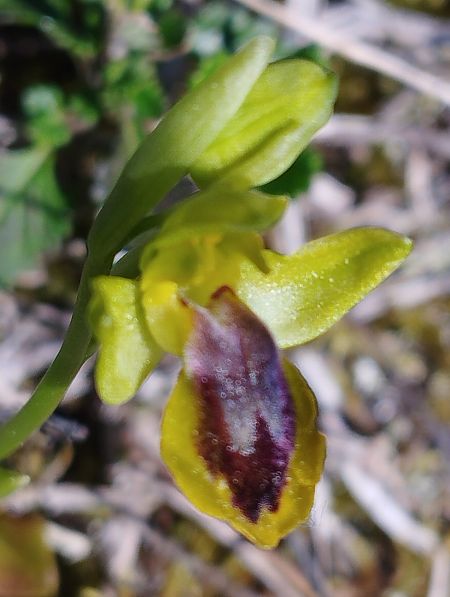 Ophrys lutea  - Gérard Joseph