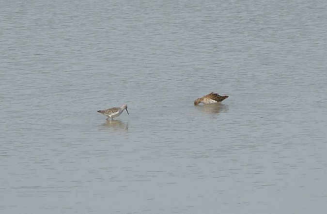 Albastrello  - Johannes Diebold