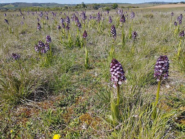 Orchis purpurea  - Gérard Joseph