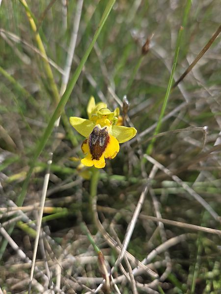 Ophrys lutea  - Antoine Albisson