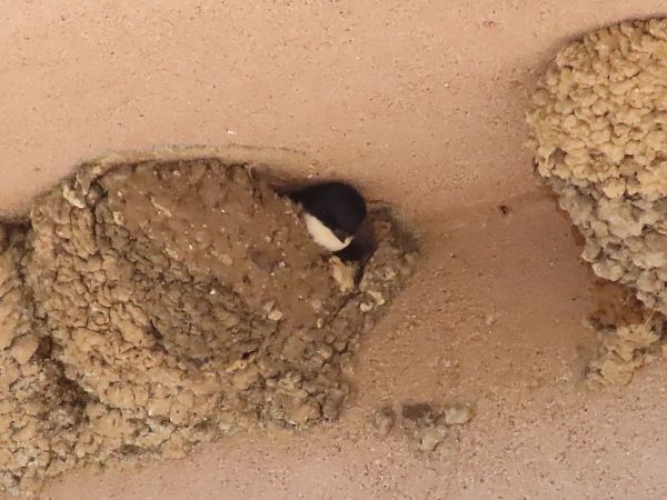 Balestruccio  - Jean Toubert