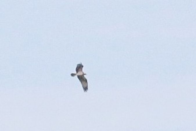 Falco pescatore  - Stefano Sava