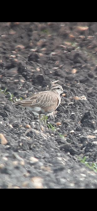 Pluvier guignard  - Franz Stoll