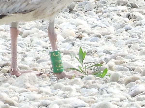 Gabbiano reale  - Lorenza Venturini