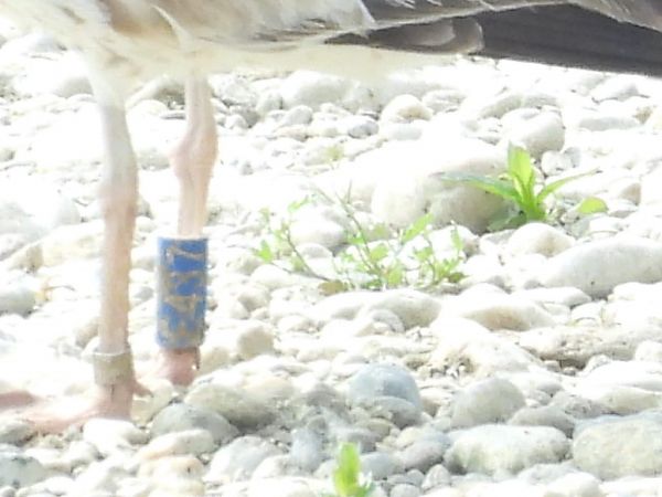 Gabbiano reale  - Lorenza Venturini