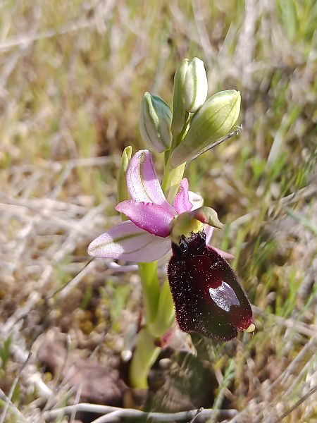 Ophrys aurelia  - Clément Chauvet
