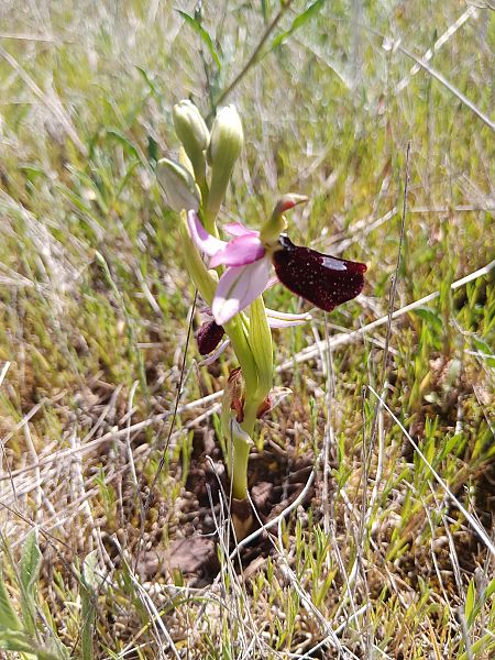 Ophrys aurelia  - Clément Chauvet