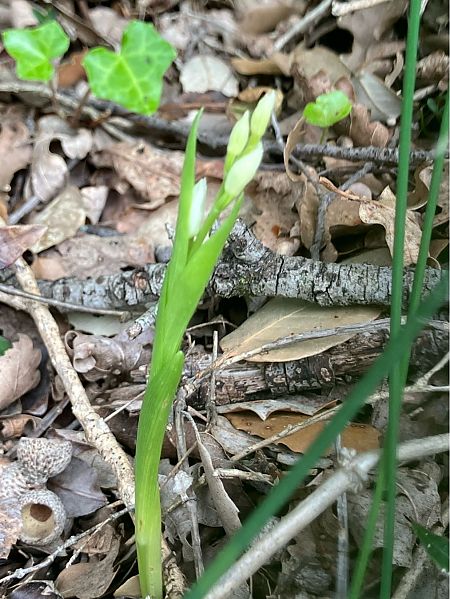 Cephalanthera longifolia  - Florent de Gasperis