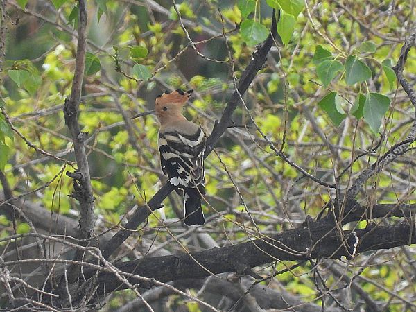 Upupa  - Enrico Carta
