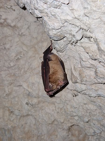 Rinolofo maggiore  - Samuel Desbrosses