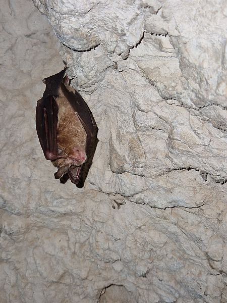 Rinolofo maggiore  - Samuel Desbrosses