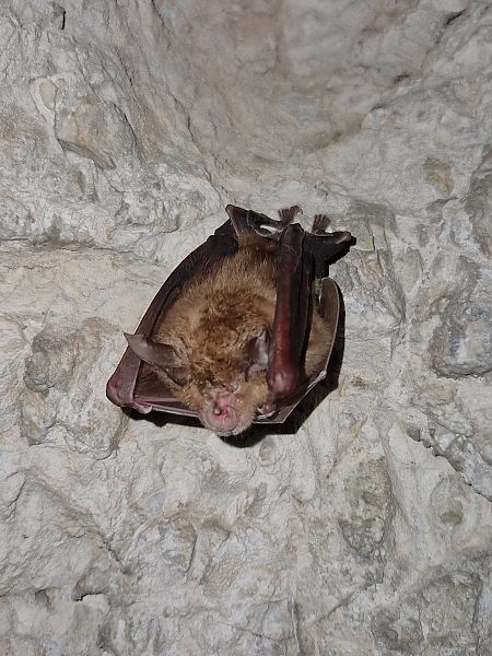 Rinolofo maggiore  - Samuel Desbrosses