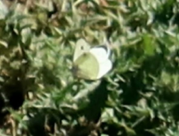 Pieris brassicae  - Jean Toubert