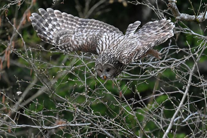 Habichtskauz  - Michał Wnuk