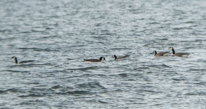 bernikla kanadyjska  - Robert Pach