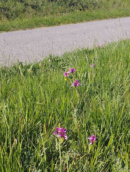 Anacamptis papilionacea var. expansa  - Gérard Joseph