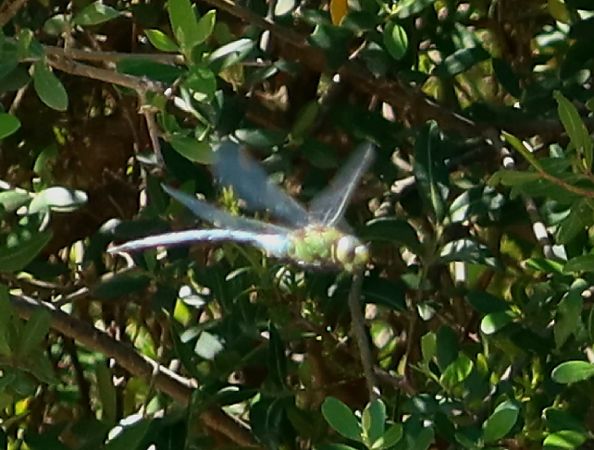 Anax imperator  - Jean Toubert