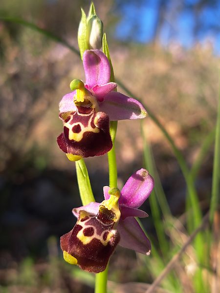 Ophrys fuciflora subsp. druentica  - Emmanuel Cosson