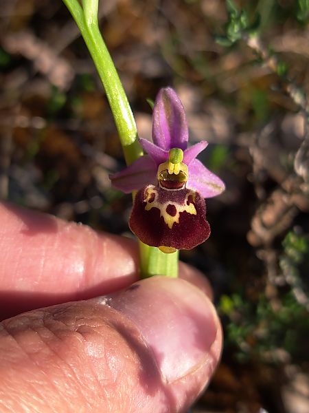 Ophrys fuciflora subsp. druentica  - Emmanuel Cosson