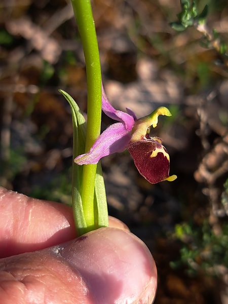 Ophrys fuciflora subsp. druentica  - Emmanuel Cosson