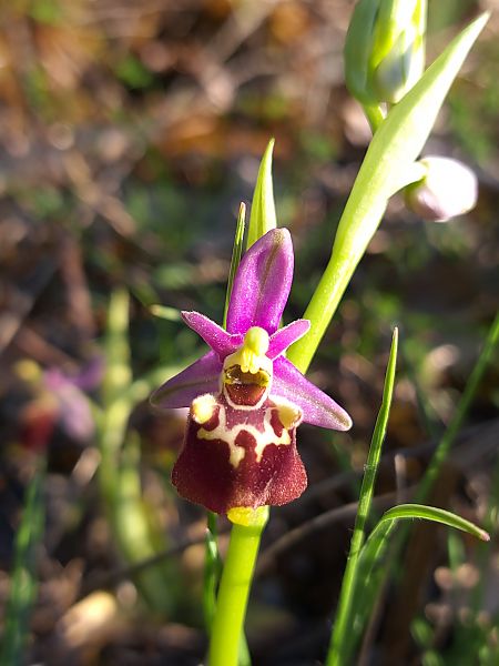 Ophrys fuciflora subsp. druentica  - Emmanuel Cosson