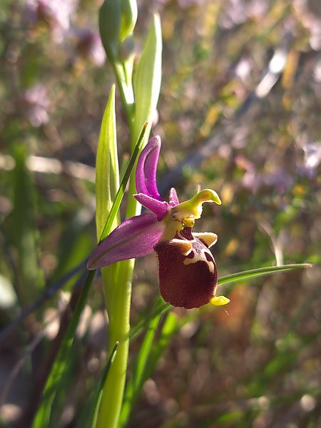 Ophrys fuciflora subsp. druentica  - Emmanuel Cosson