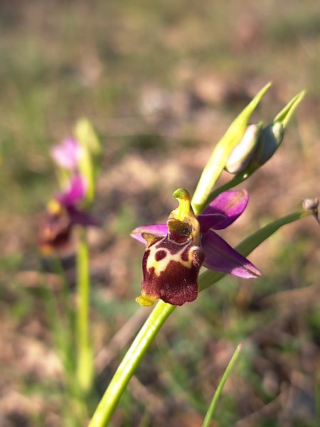 Ophrys fuciflora subsp. druentica  - Emmanuel Cosson