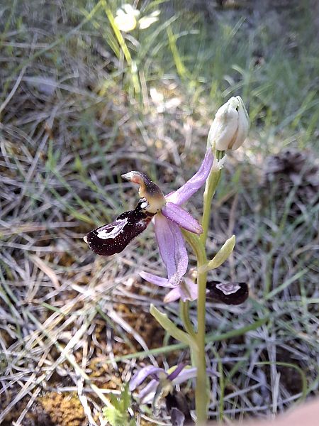 Ophrys drumana  - Olivier Debré
